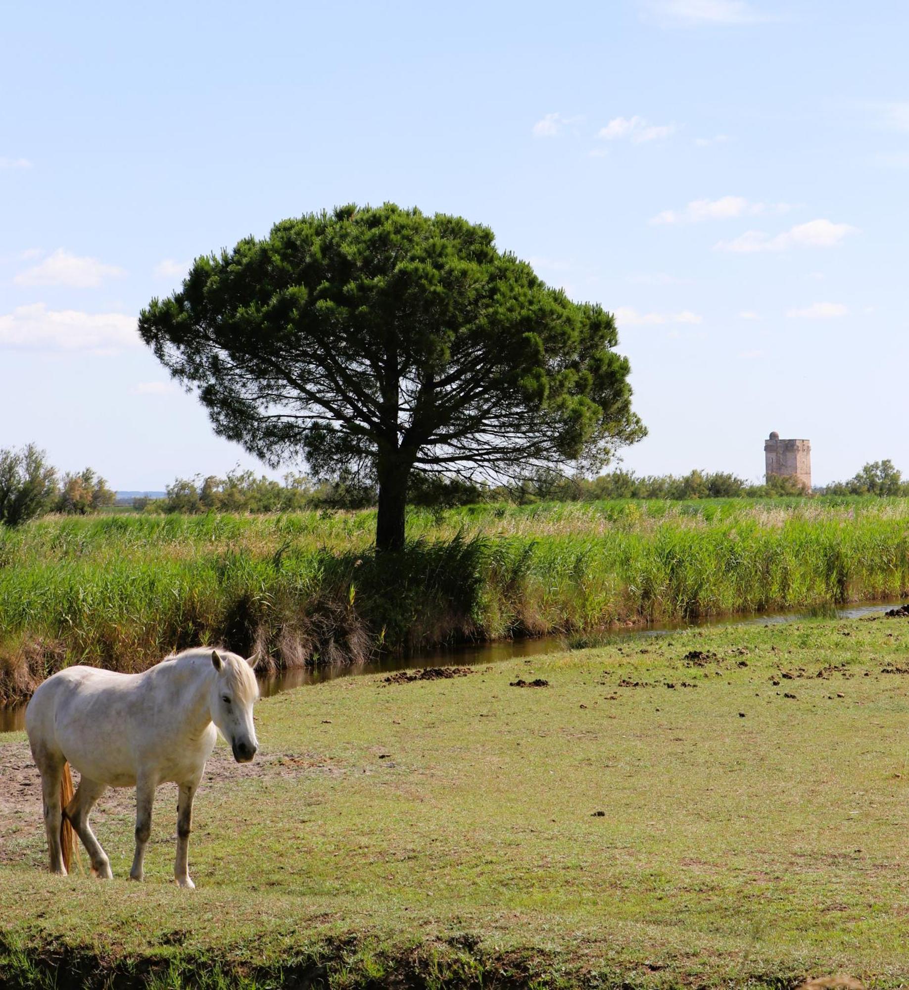 Le Mas Des Sables Aigues-Mortes Exterior photo